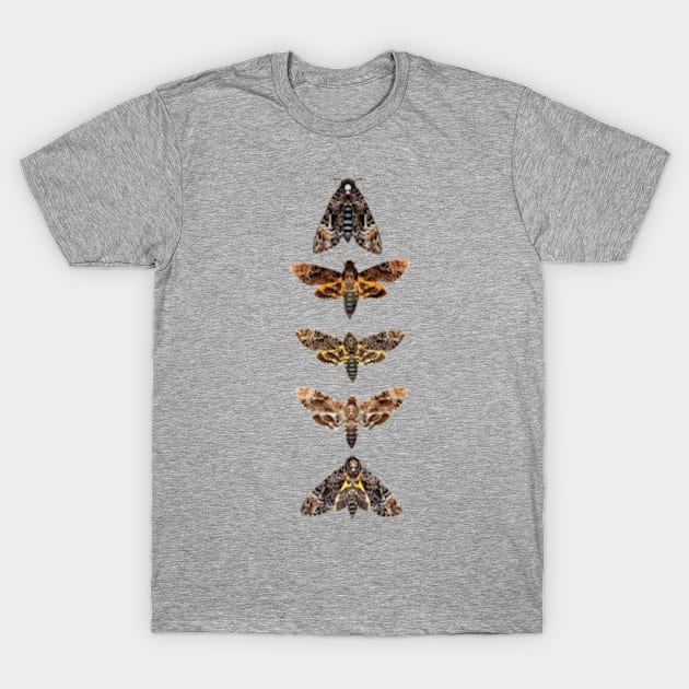 Death Head Moth | Skull Moth | Death Moth | Hawk Moth T-Shirt by Journey Mills